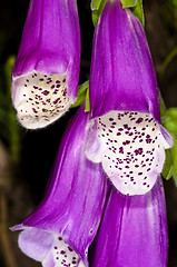 Image showing purple foxglove,  medicine plant