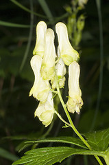 Image showing Aconite, medicine plant and historic poison