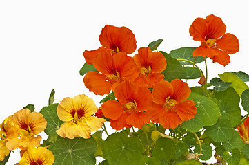 Image showing nasturtium medicine and salad of the abbeys