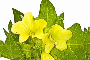 Image showing yellow henbane, medieval medicine plant