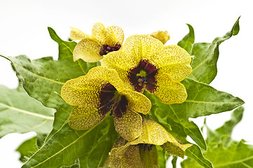 Image showing black henbane, medieval medicine plant