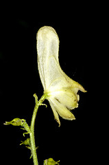 Image showing Aconite, medicine plant and historic poison