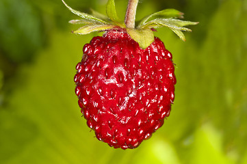 Image showing woodland strawberry