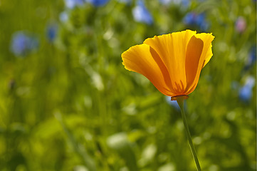 Image showing  Californian poppy