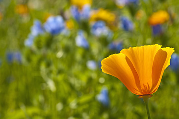 Image showing  Californian poppy