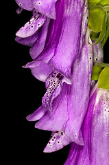 Image showing purple foxglove,  medicine plant