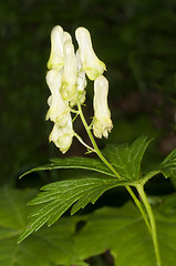 Image showing Aconite, medicine plant and historic poison