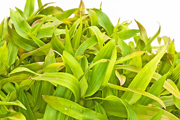 Image showing Bejing Grass
