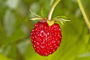 Image showing woodland strawberry