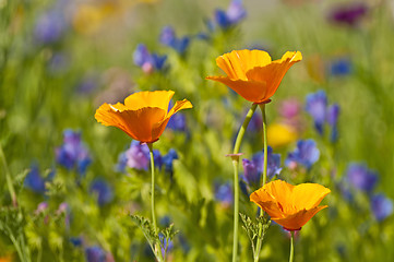 Image showing  Californian poppy