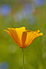 Image showing  Californian poppy