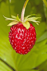 Image showing woodland strawberry