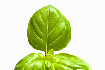 Image showing basil