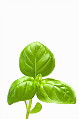 Image showing basil