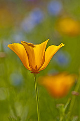 Image showing  Californian poppy