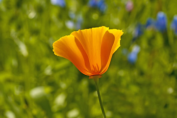 Image showing  Californian poppy