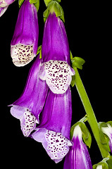 Image showing purple foxglove,  medicine plant