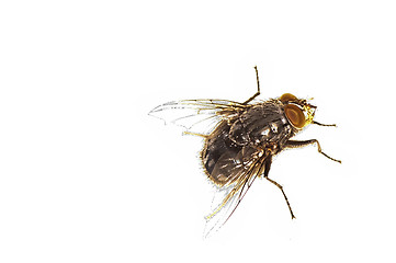 Image showing fly