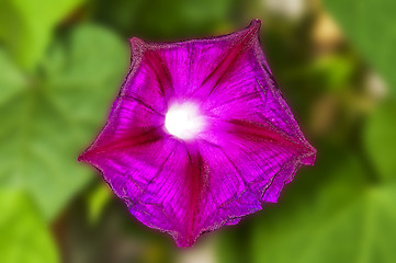 Image showing morning glory, drug of the aztekes