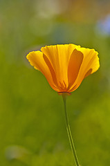 Image showing  Californian poppy