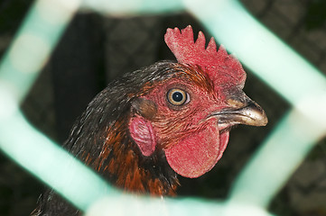 Image showing chicken head