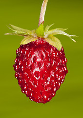 Image showing woodland strawberry