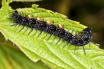 Image showing Eruca of peacock butterfly 