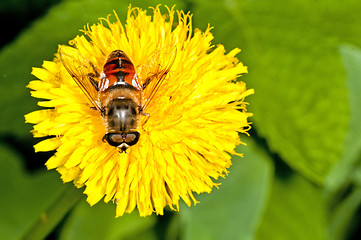 Image showing flower fly on a dandelion 