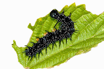 Image showing Eruca of peacock butterfly 