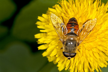 Image showing flower fly on a dandelion 
