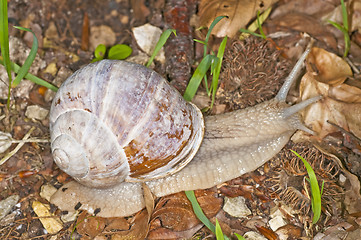 Image showing edible snail