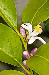 Image showing Lemon flower