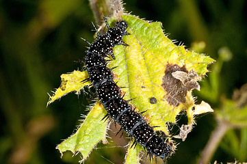 Image showing Eruca of peacock butterfly 