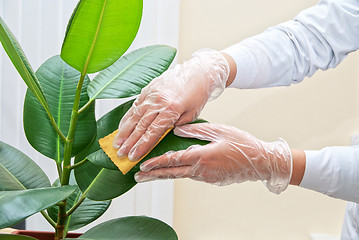 Image showing cleaning ficus plant