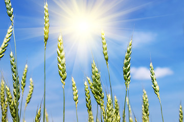 Image showing Green wheat ears and sun