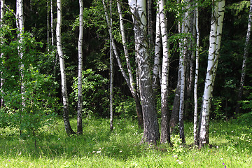 Image showing Birch forest