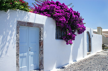 Image showing Santorini flowers