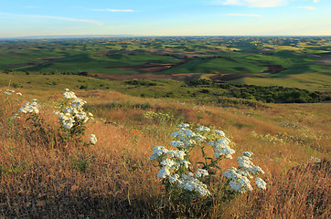 Image showing Palouse with White Wildflowers