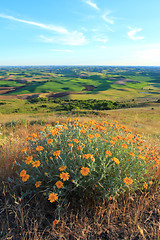 Image showing Palouse with Yellow Wildflowers