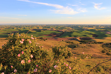 Image showing Hills of Palouse with Wild Roses