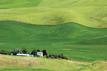 Image showing Wavy Wheat Fields