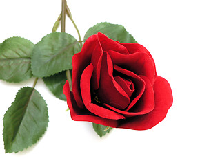 Image showing Single Brilliant Red Rose