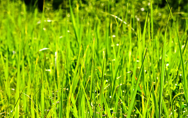 Image showing Green grass