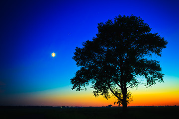 Image showing Old tree in sunset