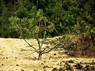 Image showing Small tree in the field