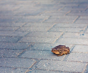 Image showing Toad