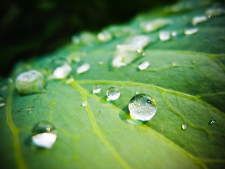 Image showing Water drops on the fresh green leaf