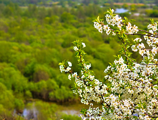 Image showing Bright white an apple-tree flower 