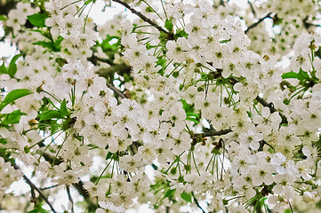 Image showing Tree branch