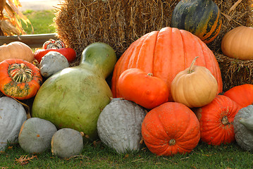 Image showing Giant pumpkins and gords against hay bale